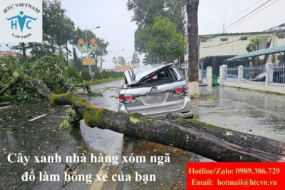 Cây xanh nhà hàng xóm ngã đổ làm hỏng xe của bạn: Ai sẽ là người ký chi phiếu bồi thường thiệt hại?