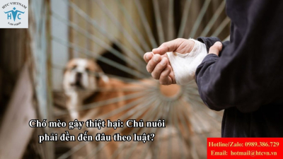 Chó mèo gây thiệt hại: Chủ nuôi phải đền đến đâu theo luật?